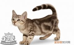 澳大利亚雾猫,猫咪流泪,猫，澳洲雾猫价格