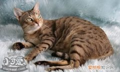 澳大利亚雾猫,皮肤病,猫，澳大利亚斑点雾猫