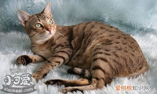 澳大利亚雾猫,皮肤病,猫，澳大利亚斑点雾猫
