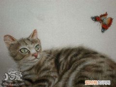澳大利亚雾猫,猫鼻支,猫，猫鼻支猫呼吸困难