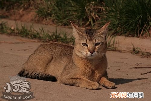 非洲狮子猫,眼睛分泌物多,猫,英短猫眼睛分泌物
