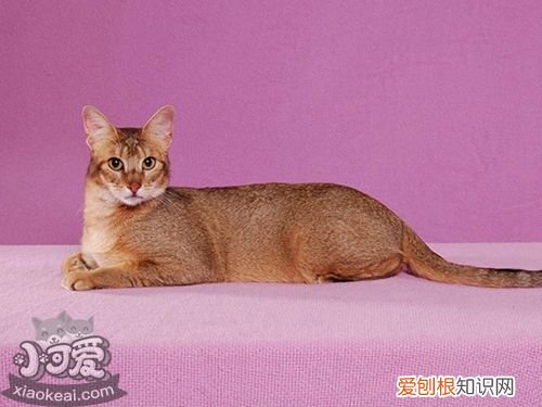 非洲狮子猫发烧,非洲狮子猫,猫,狮子猫容易得什么病
