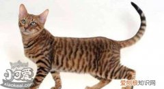 玩具虎猫厌食,玩具虎猫,猫，玩具虎猫和虎斑猫区别