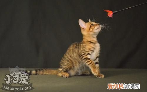 玩具虎猫得了肺炎,玩具虎猫,猫