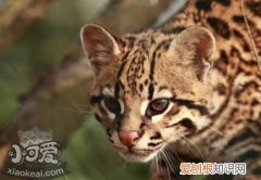 豹猫得了肠胃炎,豹猫,猫，豹猫容易生病吗