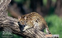 豹猫毛囊炎,豹猫,猫，猫严重毛囊炎