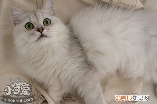 蒂凡尼猫晕车,蒂凡尼猫,猫，蒂凡尼猫多少钱