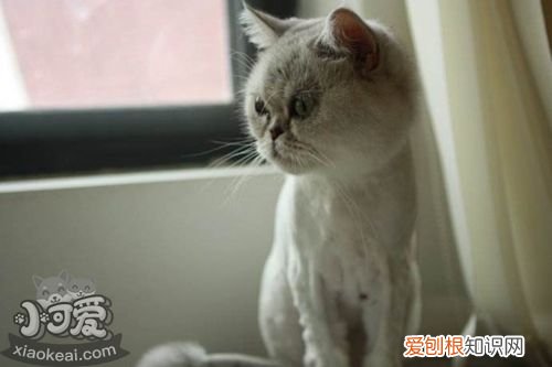 蒂凡尼猫骨折,蒂凡尼猫,猫，蒂凡尼猫的图片