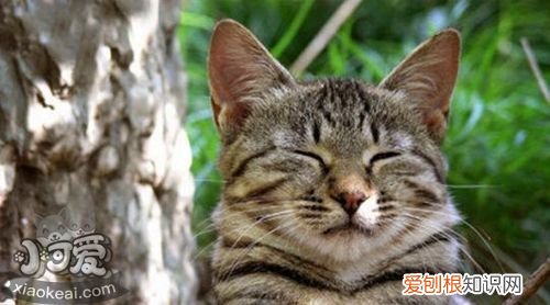 被蒂凡尼猫咬伤,蒂凡尼猫,猫,蒂凡尼猫黑色