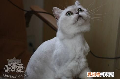 蒂凡尼猫有血尿,蒂凡尼猫,猫,猫尿身上会不会有猫癣