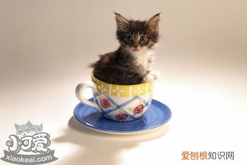 茶杯猫拉稀,茶杯猫,猫,茶杯猫吃什么