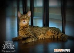 阿舍拉猫常见肿瘤,阿舍拉猫,猫