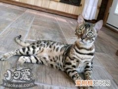 阿舍拉猫口腔溃疡,阿舍拉猫,猫，口腔溃疡猫咪