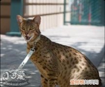 阿舍拉猫痉挛,阿舍拉猫,猫