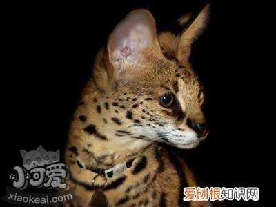 阿舍拉猫眼睛变红,阿舍拉猫,猫,猫咪眼屎多眼睑红