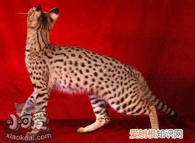 阿舍拉猫猫癣,阿舍拉猫,猫,猫咪爱得猫癣