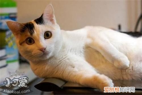 马恩岛猫有跳蚤,马恩岛猫,猫，马恩岛猫源自于哪里