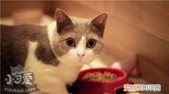 马恩岛猫尿频,马恩岛猫,猫，马恩岛猫有什么特点