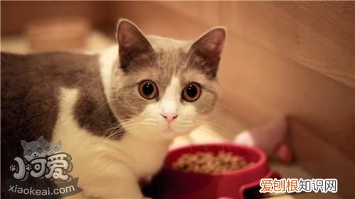 马恩岛猫尿频,马恩岛猫,猫,马恩岛猫有什么特点