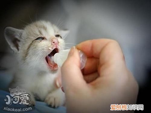 茶杯猫耳朵很脏,茶杯猫,猫,猫耳朵脏脏的