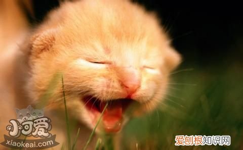 茶杯猫身上有疙瘩,茶杯猫,猫,猫身上摸着有小疙瘩