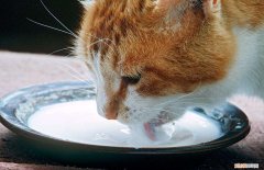 怎么让小奶猫自己喝奶 怎样引导小猫去碗里喝奶