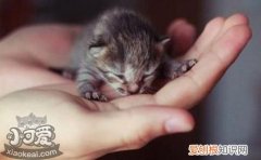 茶杯猫胃不舒服,茶杯猫,猫，猫有茶杯猫吗