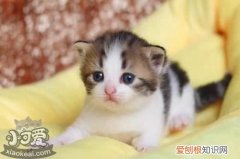 曼基康猫食道狭窄,曼基康猫,猫，曼基康猫分类