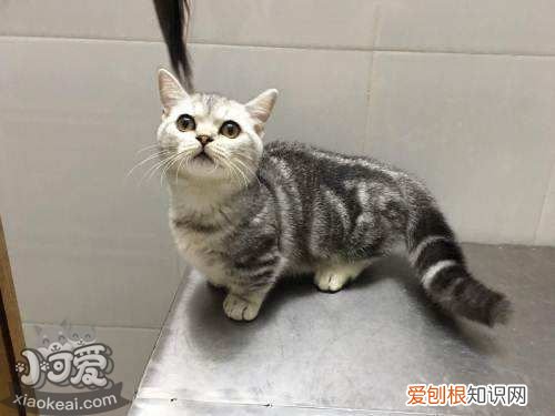 曼基康猫呕吐,曼基康猫,猫,曼基康猫正常体重
