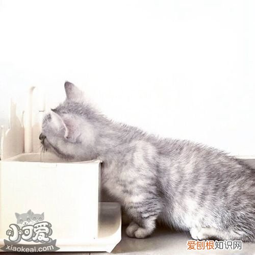 曼基康猫脑积水,曼基康猫,猫,曼基康猫百度百科