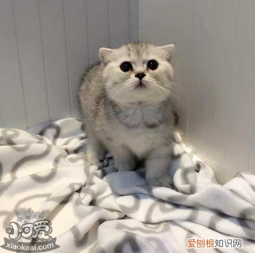曼基康猫脑积水,曼基康猫,猫,曼基康猫百度百科
