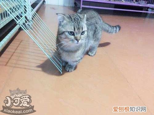 曼基康猫肾结石,曼基康猫,猫,基曼康猫价格