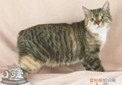 马恩岛猫腹胀,马恩岛猫,猫