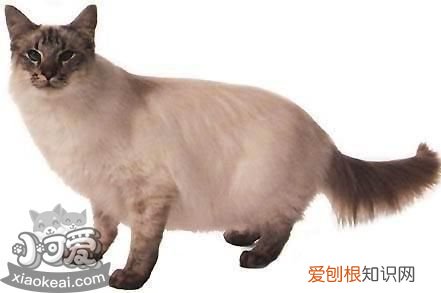 爪哇猫感冒发烧,爪哇猫,猫,猫感染发烧