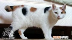 马恩岛猫除草剂中毒,马恩岛猫,猫