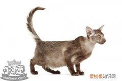 爪哇猫吐黄水,爪哇猫,猫，猫多次吐黄水