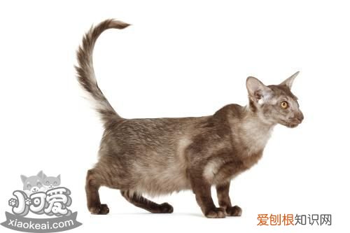 爪哇猫吐黄水,爪哇猫,猫,猫多次吐黄水