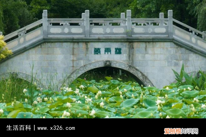 荷花什么时侯开 荷花什么时段开