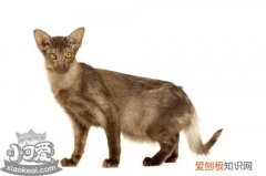 爪哇猫牙龈出血,爪哇猫,猫，猫的牙龈出血了