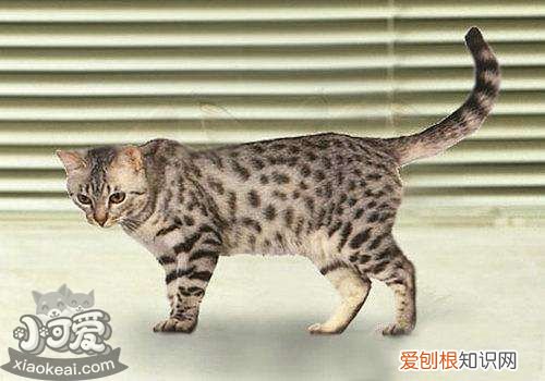 加州闪亮猫营养不良,加州闪亮猫,猫,加州闪亮猫多少钱一只