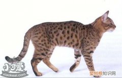 加州闪亮猫脱肛,加州闪亮猫,猫，加州闪光猫