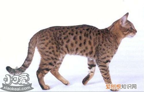 加州闪亮猫脱肛,加州闪亮猫,猫,加州闪光猫