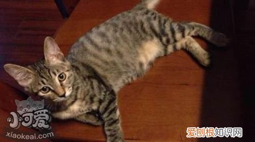 加州闪亮猫关节病,加州闪亮猫,猫,加州闪亮猫图片