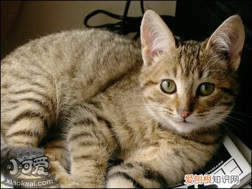 加州闪亮猫异食癖,加州闪亮猫,猫，加州闪亮猫价格