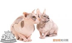 彼得秃猫耳朵发臭,彼得秃猫,猫，我想看彼得秃猫
