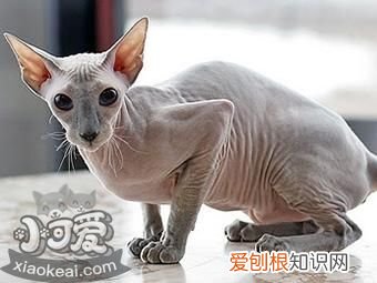 彼得秃猫营养性腹水,彼得秃猫,猫,我要看彼得秃猫