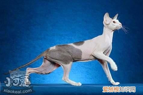 彼得秃猫中暑,彼得秃猫,猫,俄罗斯彼得秃猫!