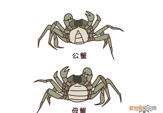 蟹黄蟹膏要怎么吃才更有营养呢,蟹黄蟹膏是螃蟹的什么做的