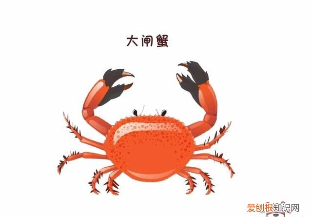 蟹黄蟹膏要怎么吃才更有营养呢,蟹黄蟹膏是螃蟹的什么做的