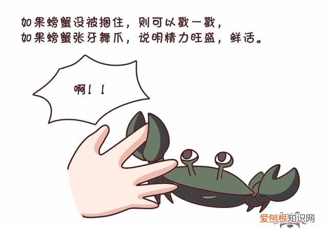 蟹黄蟹膏要怎么吃才更有营养呢,蟹黄蟹膏是螃蟹的什么做的